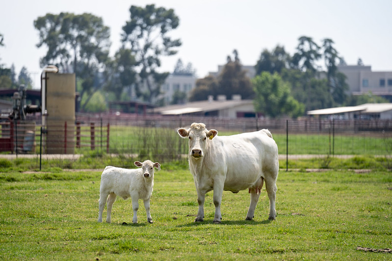 Cattle at the Fresno State farm