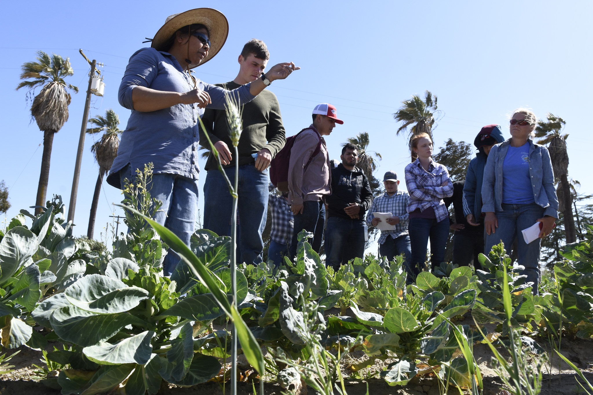 Bayer group in fields