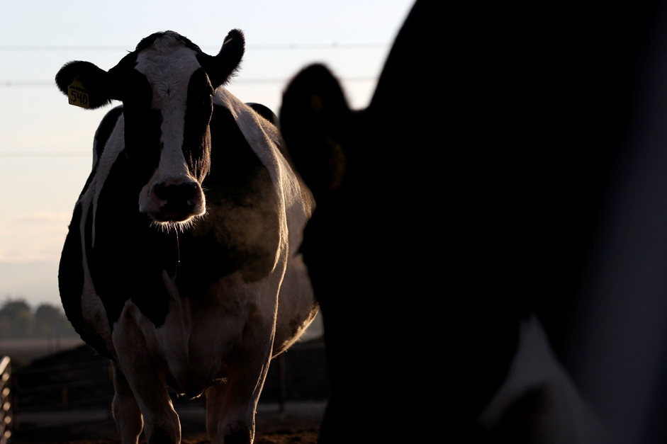 Dairy Program – October 14 events