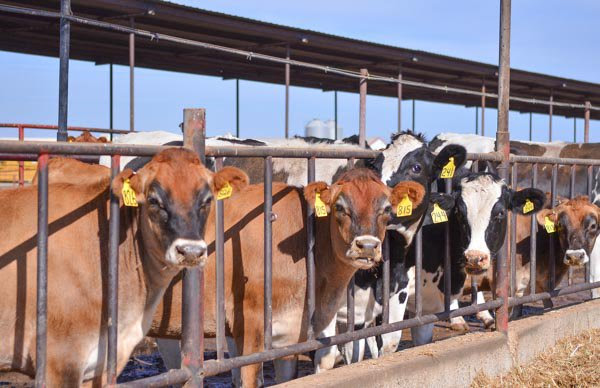 Dairy Cows