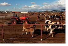 farmer and cows