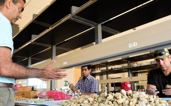 Nut Processing lab