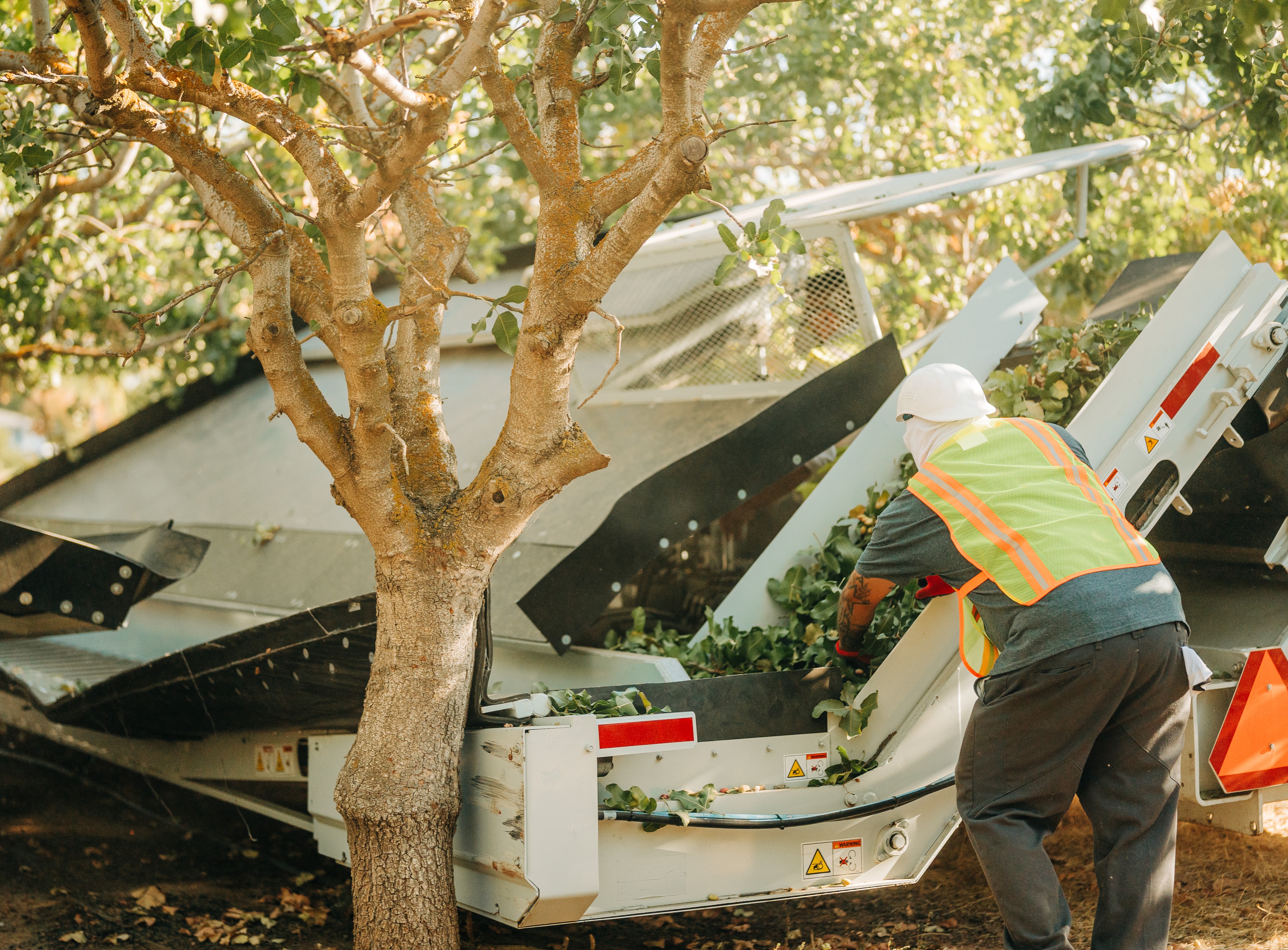 OXBO harvesting pistachios in Fresno State Farm 