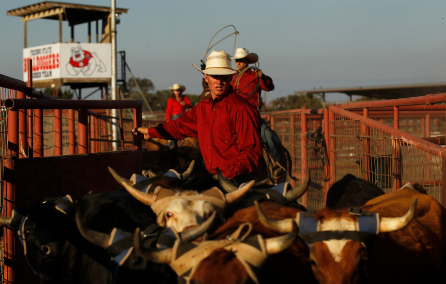 Rodeo team member roping bulls