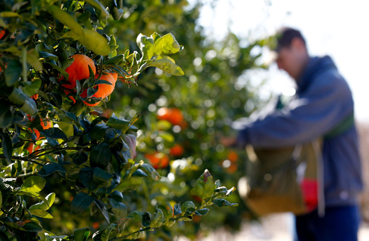 a person picking oranges
